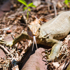iguana showing tongue