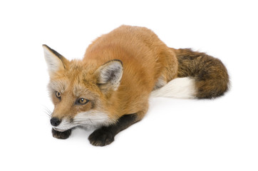 Red fox (4 years) in front of a white background