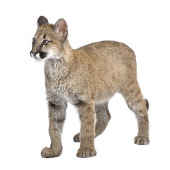 Puma cub in front of a white background