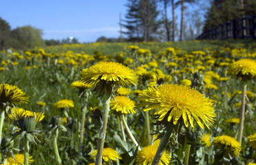 A lot of dandelion flowers in a green meadow