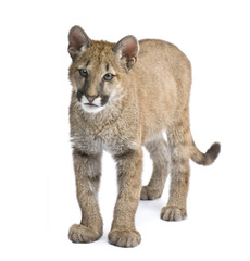Puma cub in front of a white background