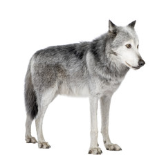 Mackenzie Valley Wolf (8 years)  in front of a white background