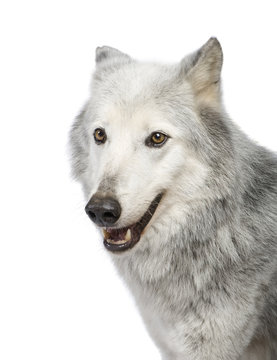 Mackenzie Valley Wolf (8 years) in front of a white background