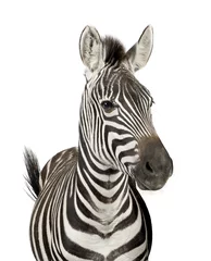 Gordijnen Vooraanzicht van een zebra voor een witte achtergrond © Eric Isselée