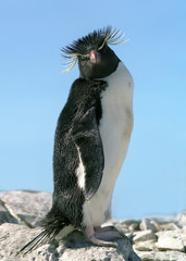 Macaroni penguin in Falkland islands