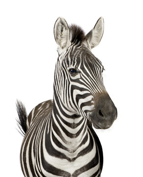 Front view of a Zebra in front of a white background