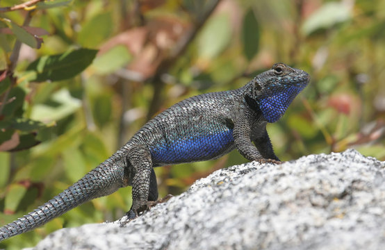 Blue-bellied or Western Fence Lizard (sceloporus occidentalis)