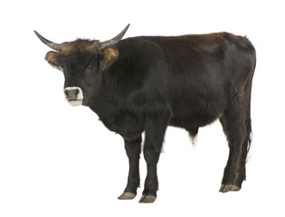 Heck Cattle - auroxen in front of a white background