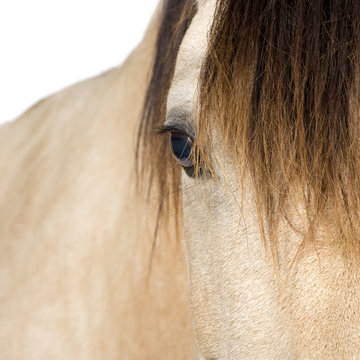 close-up on a Horse in front of a white background