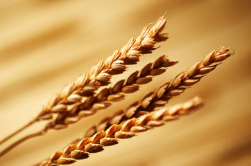 Detail of wheat