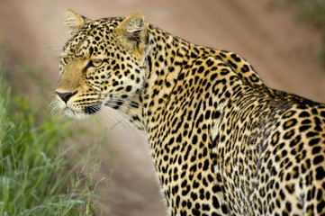 Leopard in the serengeti national reserve