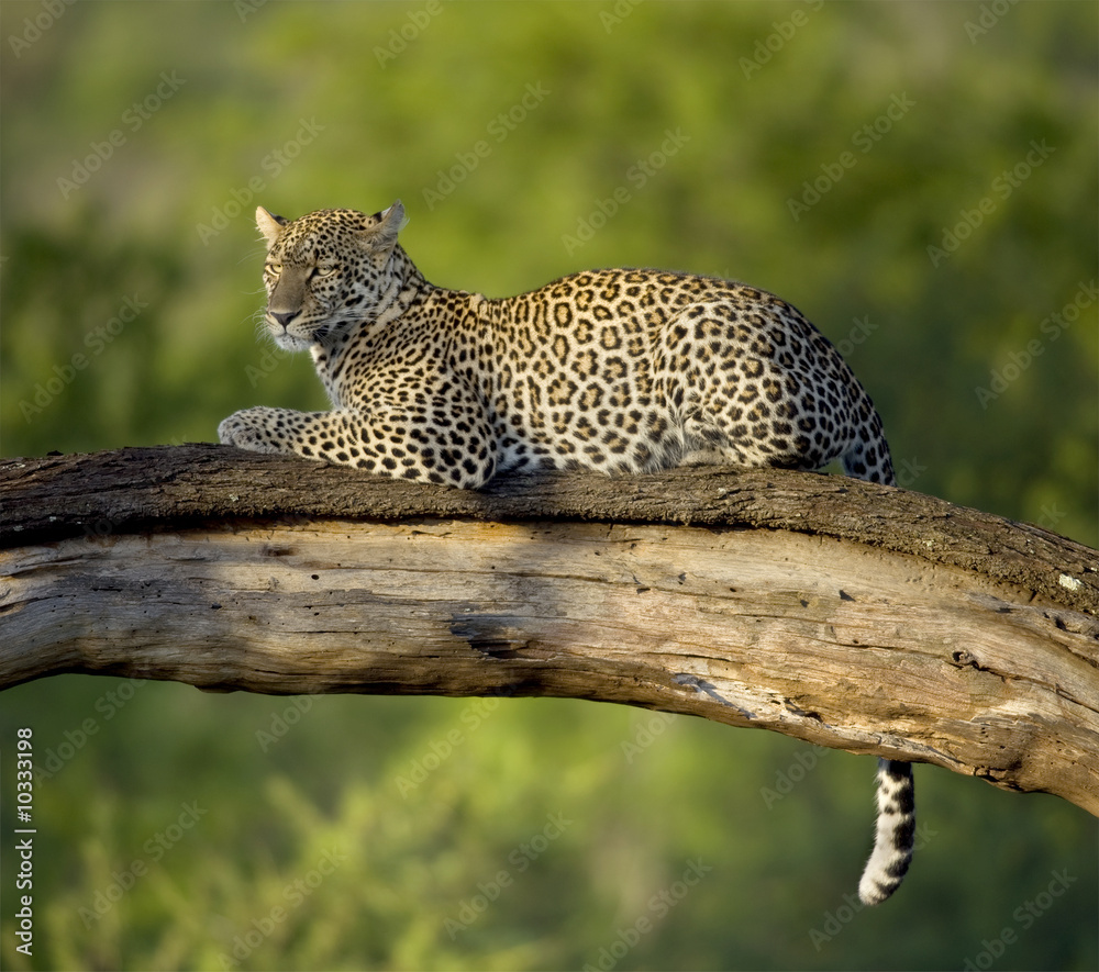 Wall mural Leopard in the serengeti national reserve