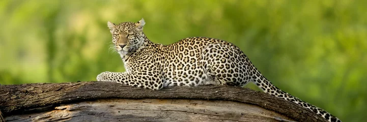 Wandcirkels plexiglas Leopard in the serengeti national reserve © Eric Isselée
