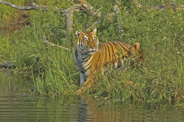 Tiger sitting at water's edge