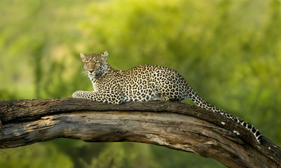 Leopard in the serengeti national reserve - obrazy, fototapety, plakaty