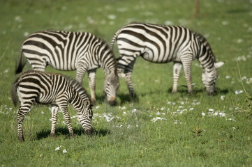 Fototapeta na wymiar zebras in the Serengeti