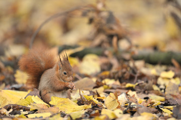 Red squirrel écureuil roux