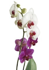 Fototapeta na wymiar bunches of white and purple orchid flowers