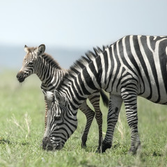 Fototapeta na wymiar young zebra and his mother at the Serengeti
