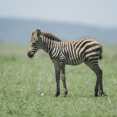 young zebra at the Serengeti