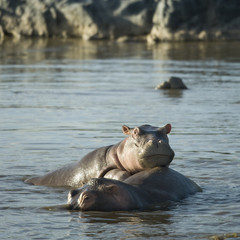 Fototapeta premium hippopotamus