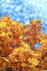 Autumn leaves of chestnut tree