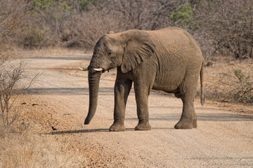 Fototapeta premium elefant