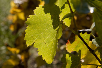 Feuille de vigne en automne #1