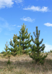 Fototapeta premium Young pine trees growing outside