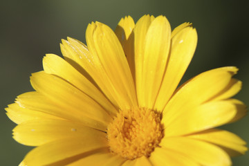 Yellow flower on the natural green background - closeup