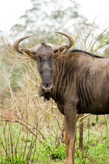 african wildebeest