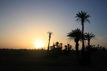 Palmiers en contre-jour