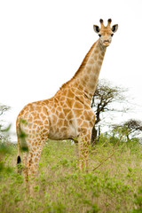 giraffe