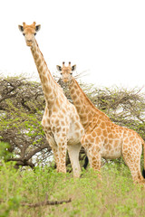 giraffes