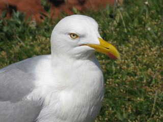 Helgoland - Möwe