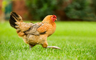 Image of a hen walking on a green field