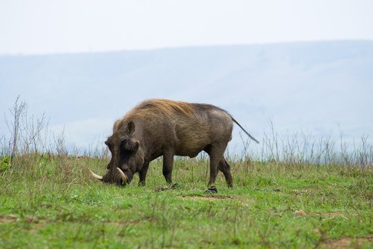 Fototapeta warthog in africa