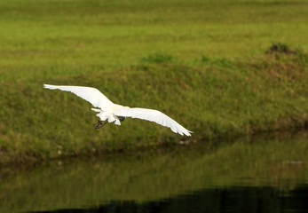 Cattle egret in the Florida Everglades