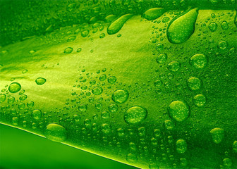 Close-up of green plant leaf