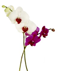 Naklejka na ściany i meble red and white orchids