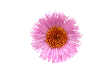 Obraz premium Pink daisy isolated on white.