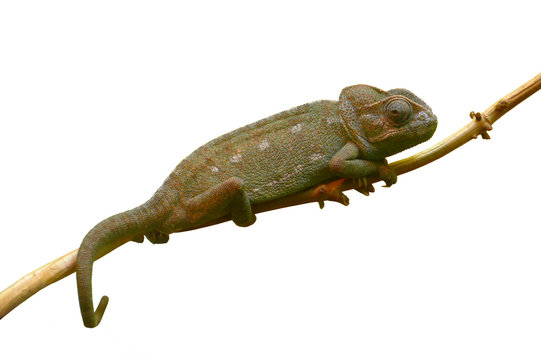 dark green chameleon isolated sitting on the branch