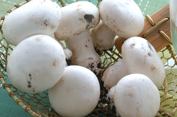 Funghi champignon