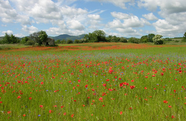 pré de fleurs champêtre