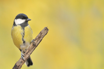 Obraz premium Mésange charbonnière