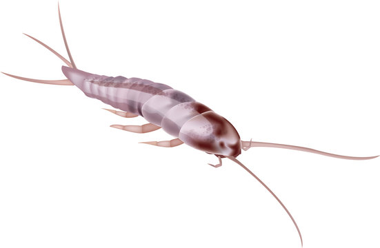 Illustration of an isolated silverfish bug on white