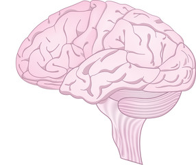 Illustration of a pink human brain isolated
