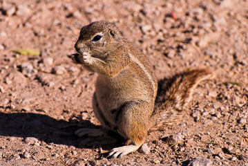Naklejka na ściany i meble Squirrel Bush - wiewiórki ziemne jeść