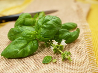 Frisch geschnittenes Basilikum