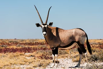Fototapete Antilope Spießbock - Oryx Antilope